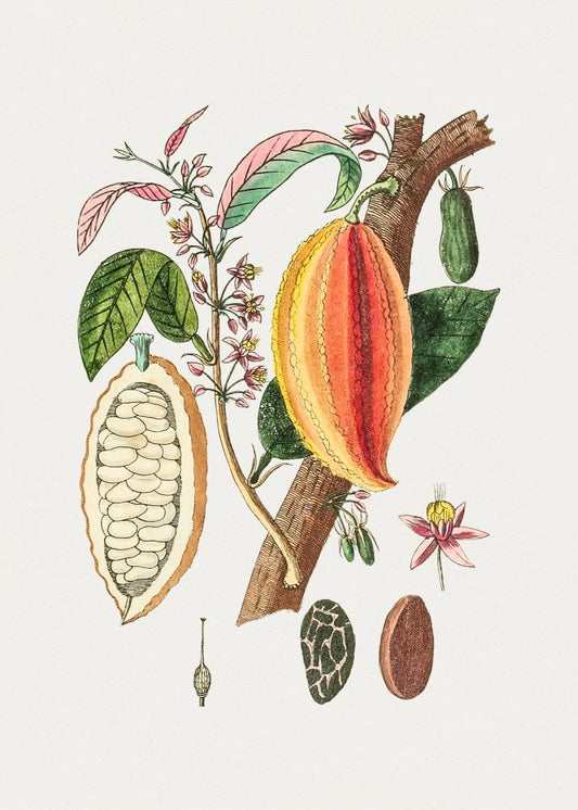 EL ESPÍRITU DEL CACAO: INGREDIENTE BOTÁNICO ANCESTRAL 𓇚 - AHAL Bio Cosmética