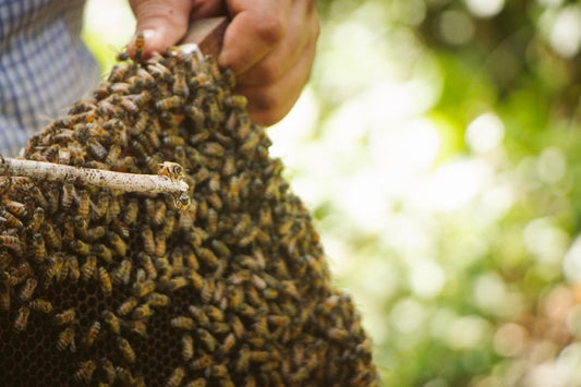 ¿Por qué las abejas son tan importantes? - AHAL Bio Cosmética