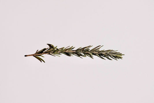 5 PLANTAS PARA LIMPIEZA ENERGÉTICA: ¿CÓMO UTILIZARLAS? - AHAL Bio Cosmética