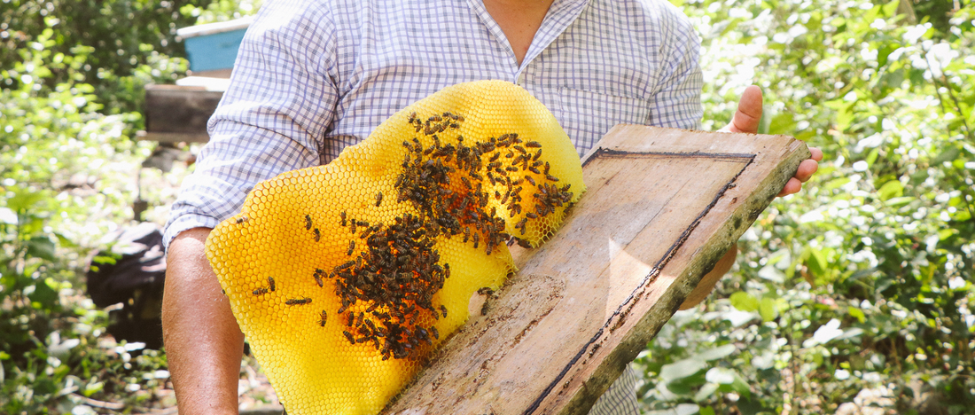 Desde la selva maya: El origen de nuestra miel melipona