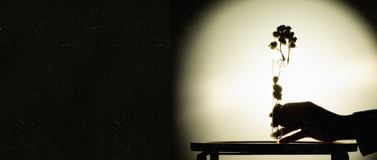 Fermentos en skincare: qué son, beneficios y cómo transforman la barrera de la piel