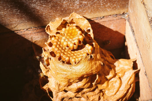 Miel para la piel: beneficios, propiedades y por qué la miel maya es única