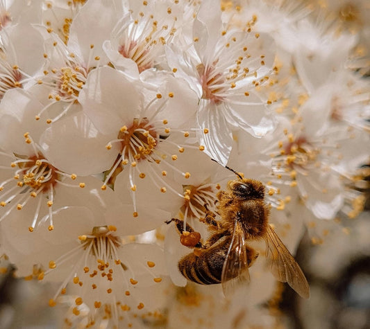 BENEFICIOS DE LA CERA DE ABEJA EN TU PIEL: DÍA DE LA TIERRA CON AHAL - AHAL Bio Cosmética