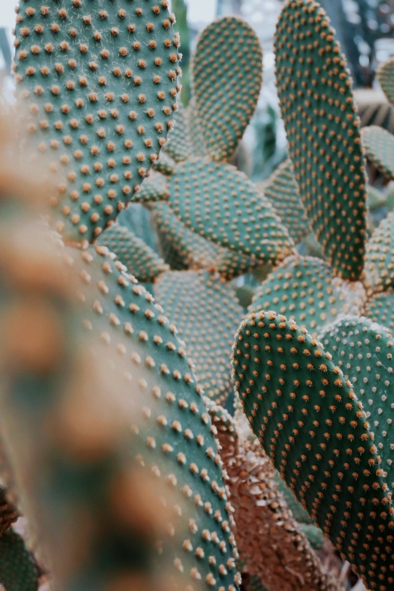 LA MAGIA DE OPUNTIA: ACEITE DE SEMILLA DE TUNA 𓇗 - AHAL Bio Cosmética
