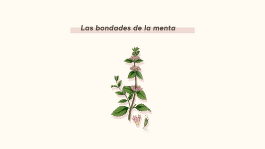 ¿PARA QUÉ SIRVE LA MENTA? BENEFICIOS PARA TU SALUD - AHAL Bio Cosmética