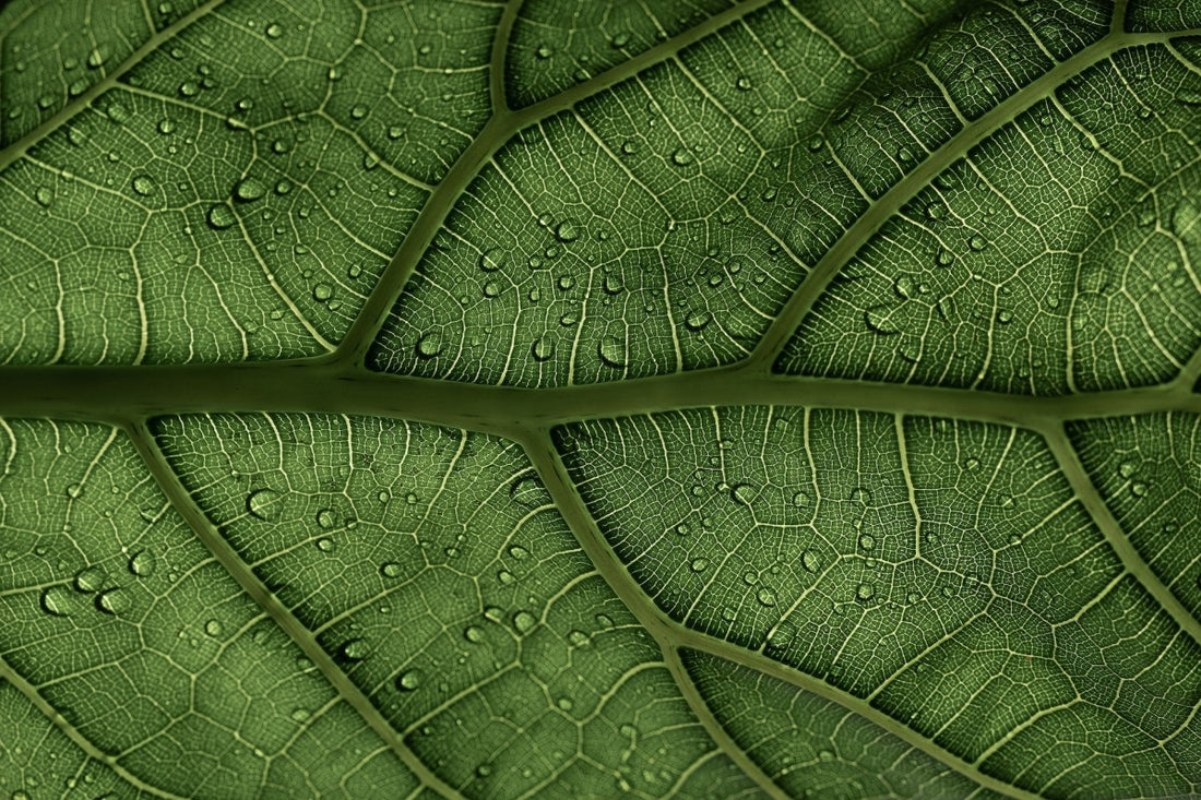 DIFERENCIA ENTRE QUÍMICOS SINTÉTICOS VS INGREDIENTES NATUURALES EN LA COSMÉTICA CLEAN - AHAL Bio Cosmética